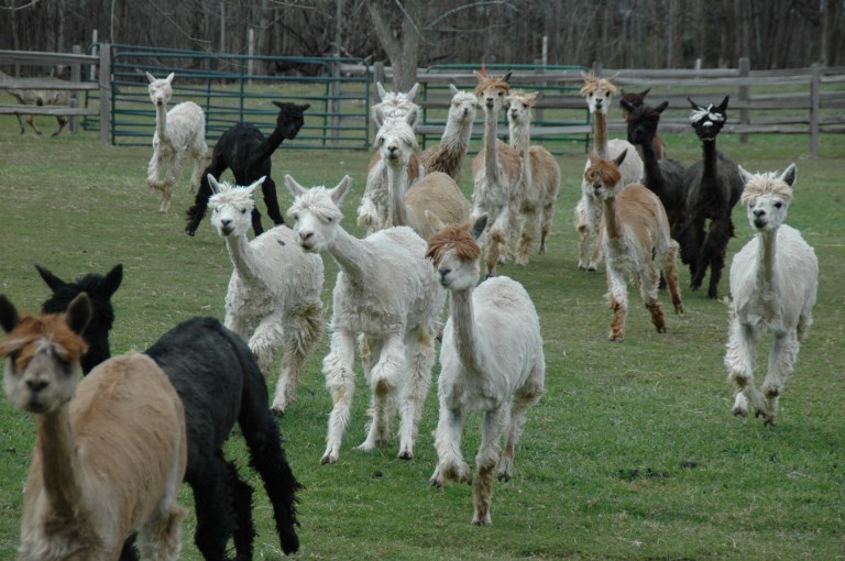 DSC_6233 lamas groupe