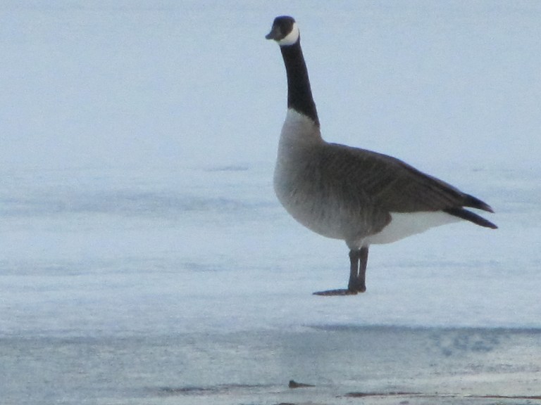 IMG_2417 oie glace face