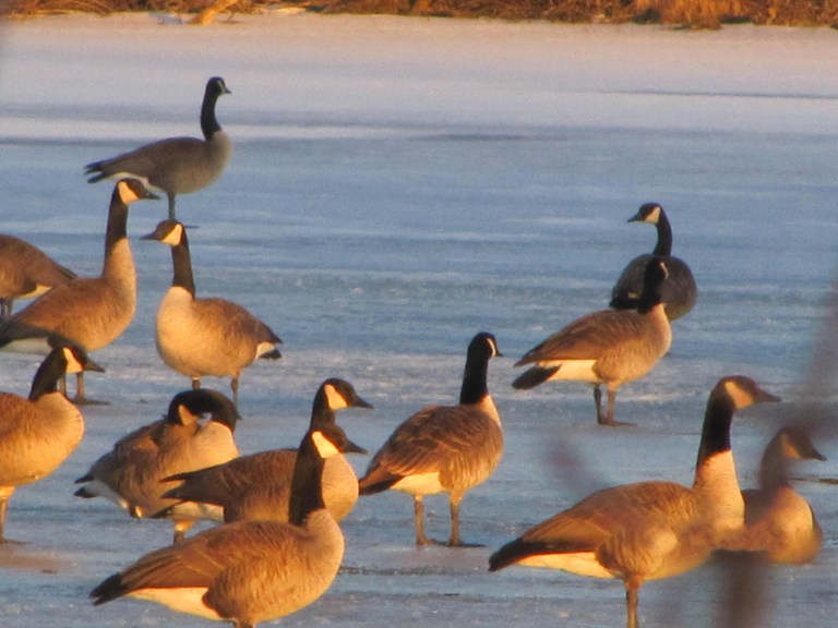 IMG_2419 oies coup de soleil