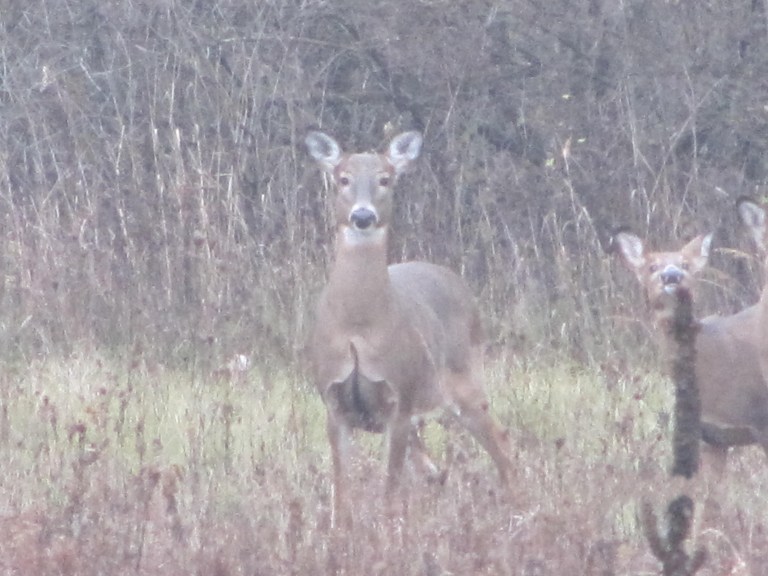 IMG_2967 daim printemps