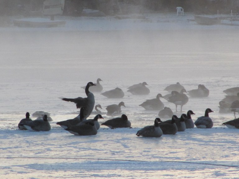 IMG_4213 oies fumantes