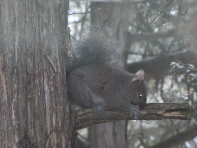IMG_4297 ECUREUIL BRANCHE