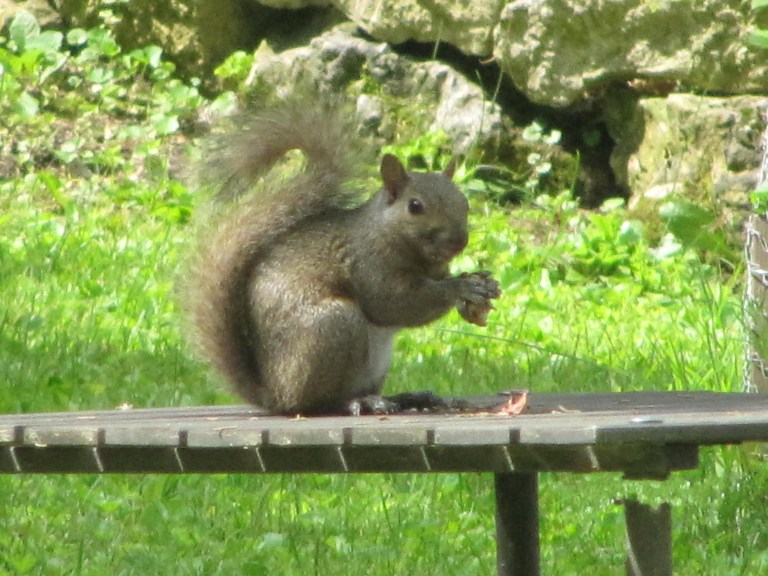 IMG_4672 ecureuil