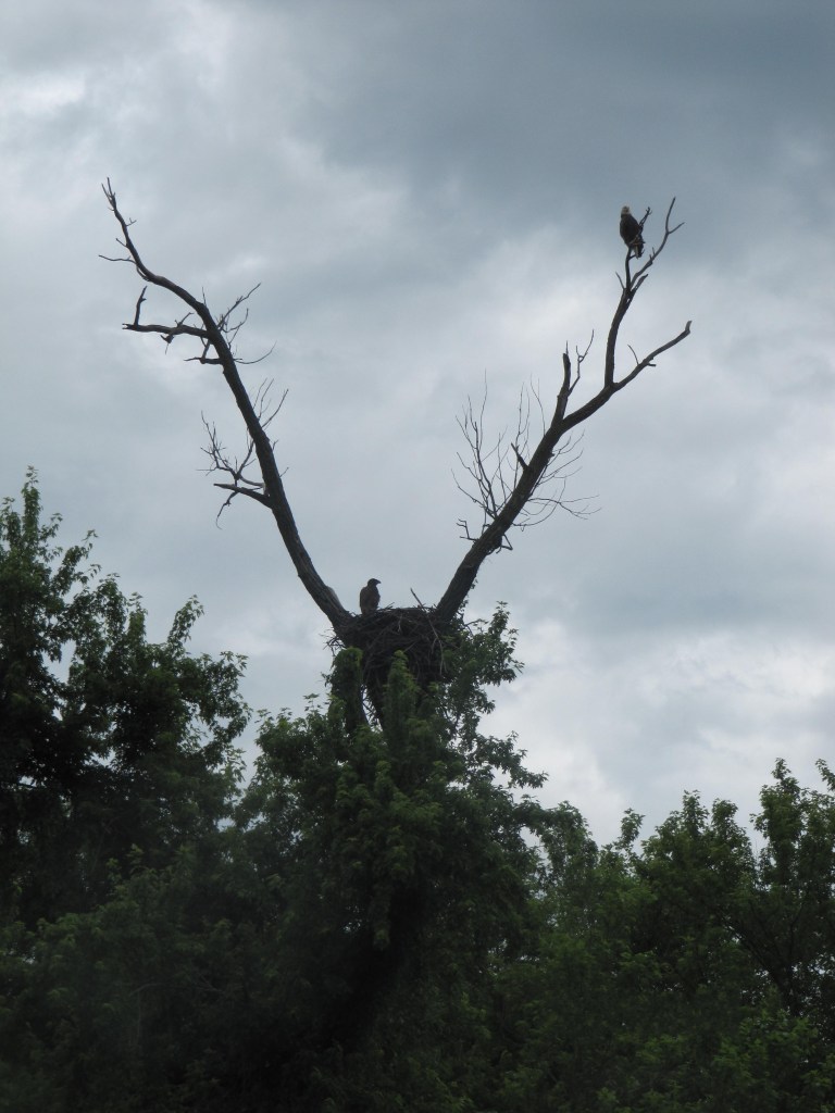 Picture 1239 AIGLE NID