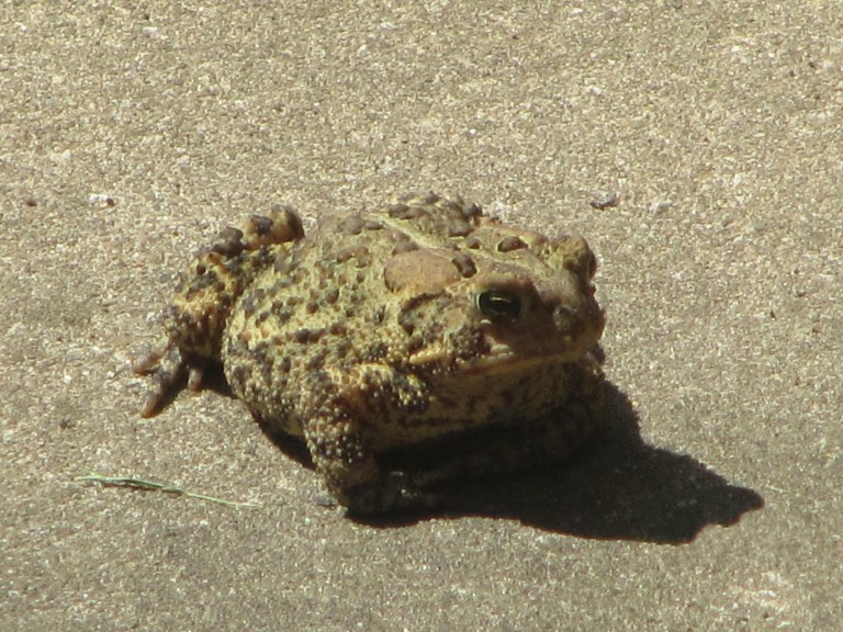 Picture 1307 crapaud