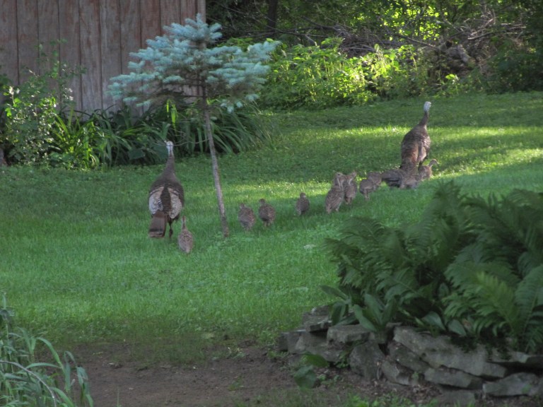 Picture 1309 FAMILLE DINDE