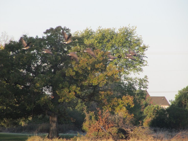 Picture 941 oies envol