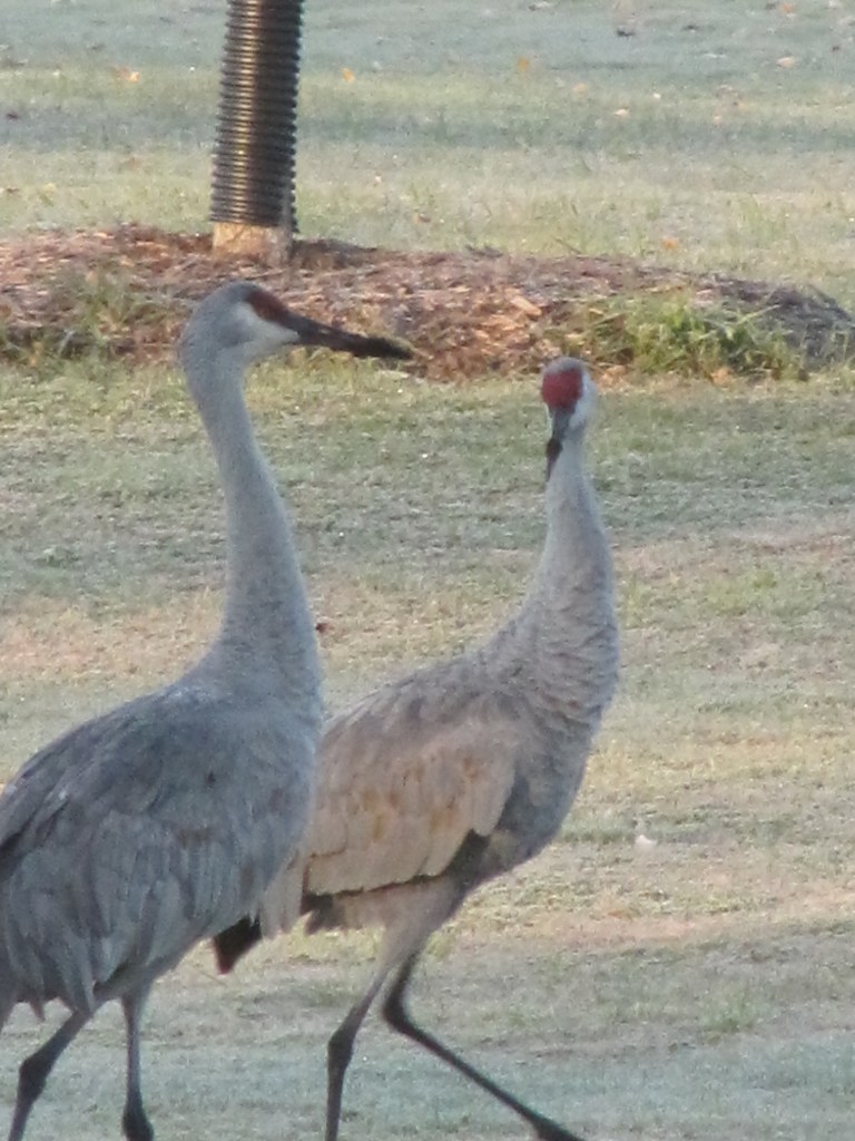 Picture 944 grue duo